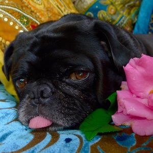 Meet your Posher, Puggins